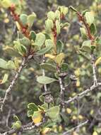 Image of barranca brush