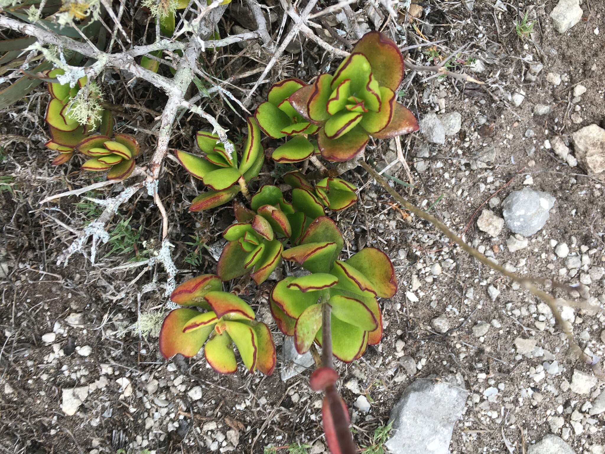 Imagem de Cotyledon adscendens R. A. Dyer