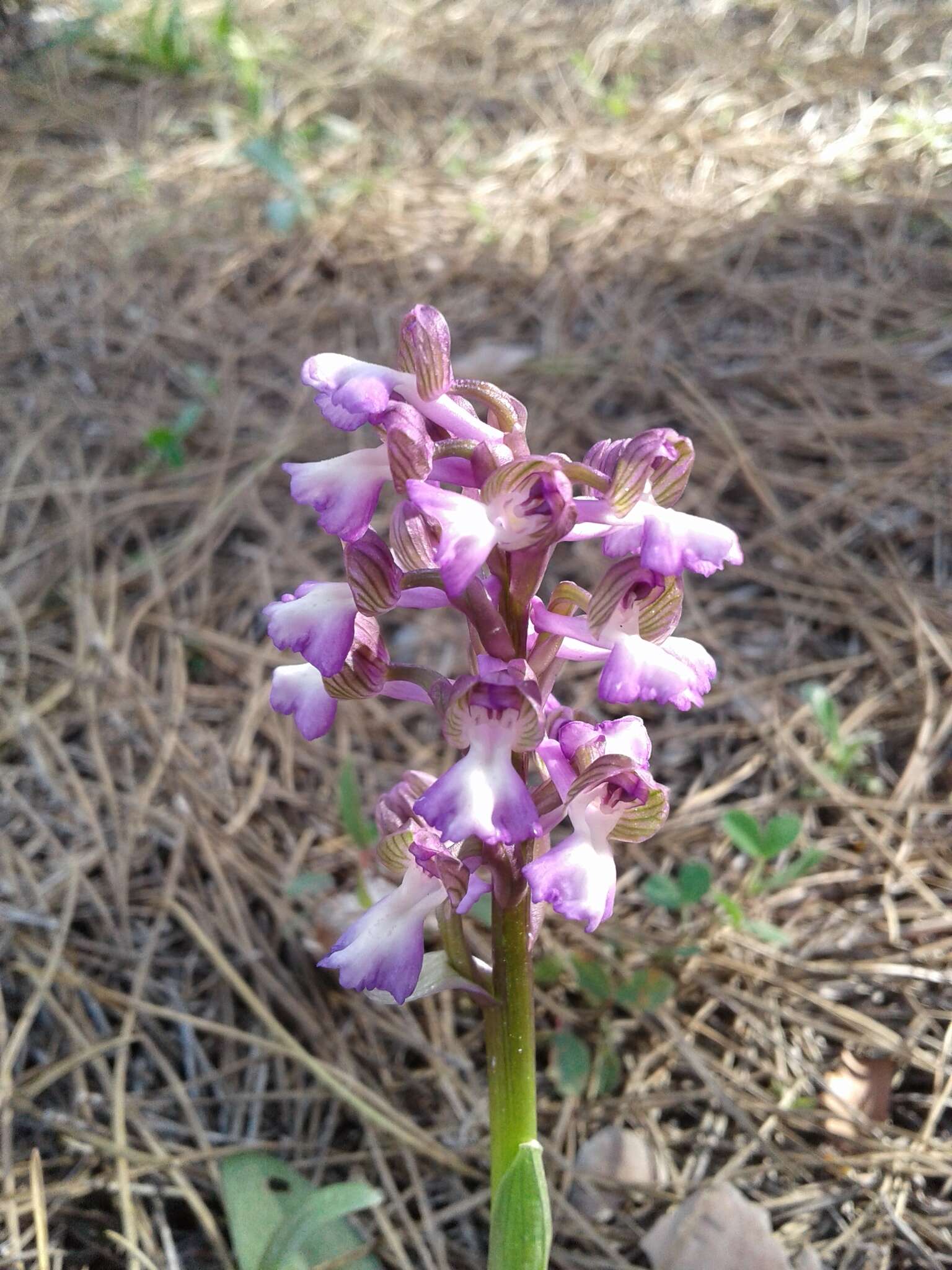 Anacamptis morio subsp. syriaca (E. G. Camus) H. Kretzschmar, Eccarius & H. Dietr.的圖片