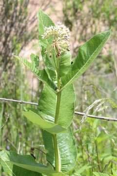 Image of Asclepias otarioides E. Fourn.