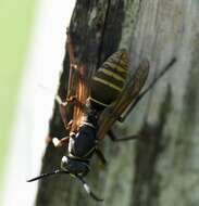 Image of Polistes cinerascens de Saussure 1854