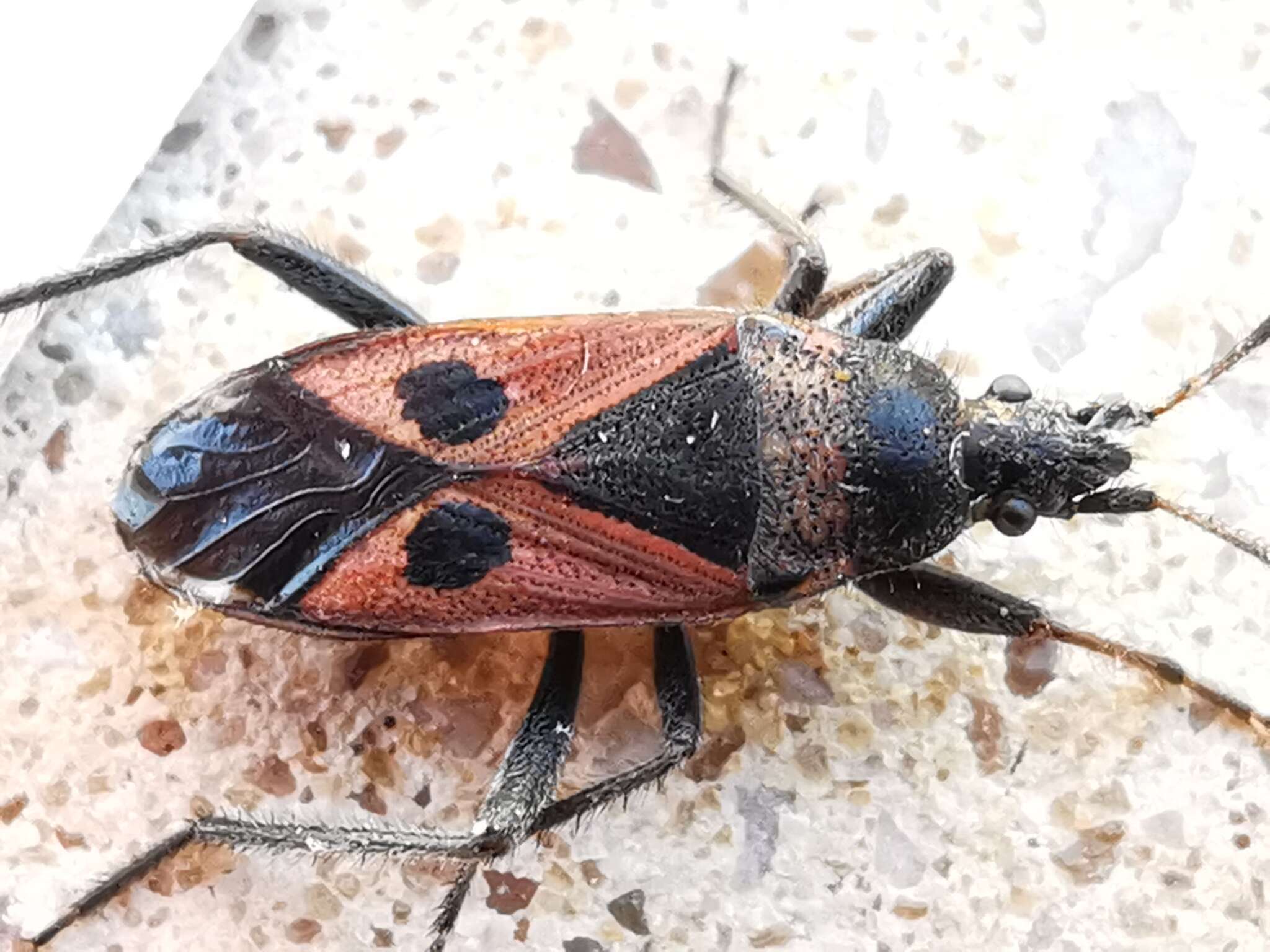 صورة Lasiocoris anomalus (Kolenati & F. A. 1845)