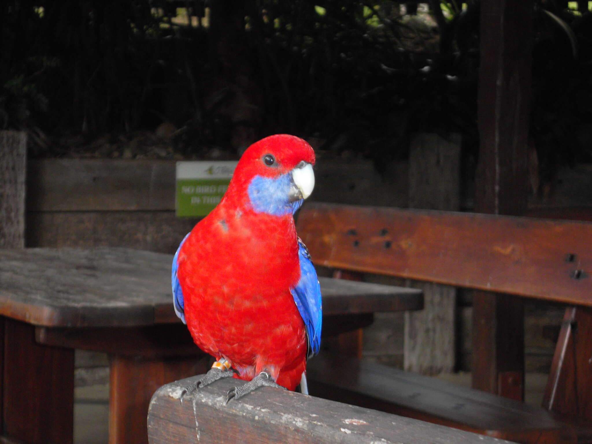 Image of Crimson Rosella