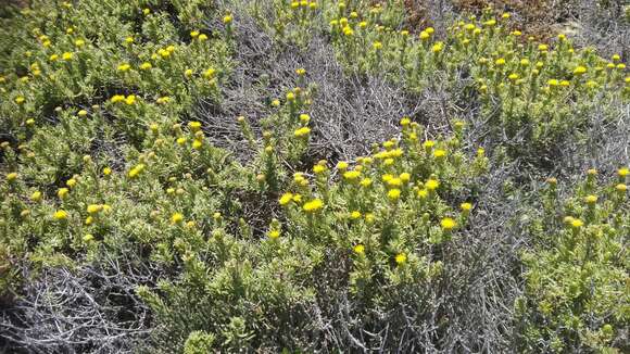 Image of Pteronia onobromoides DC.