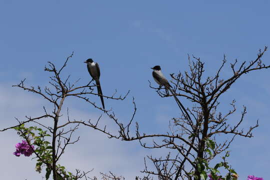 Image of Fork-tailed Flycatcher