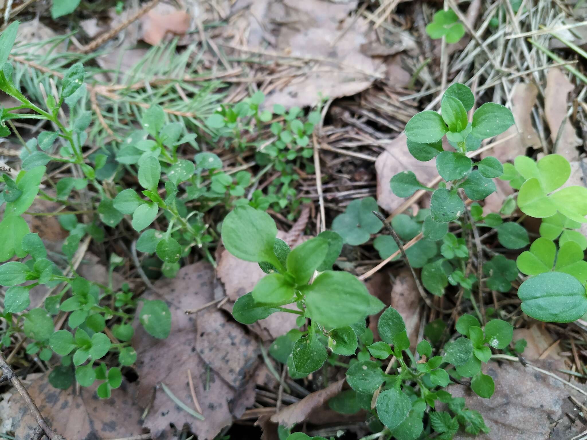 Слика од Moehringia trinervia (L.) Clairv.