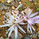 Слика од Colchicum atticum Spruner ex Tommas.