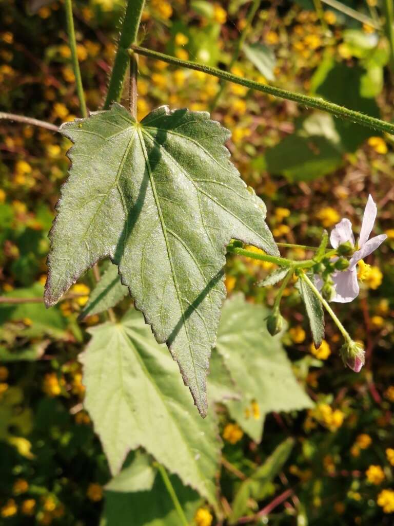 Image of White Fen-Rose