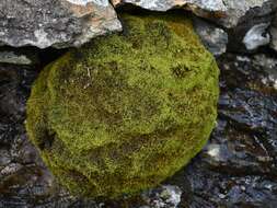 Image of Mougeot's amphidium moss