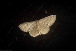 صورة Idaea pilosata Warren 1898