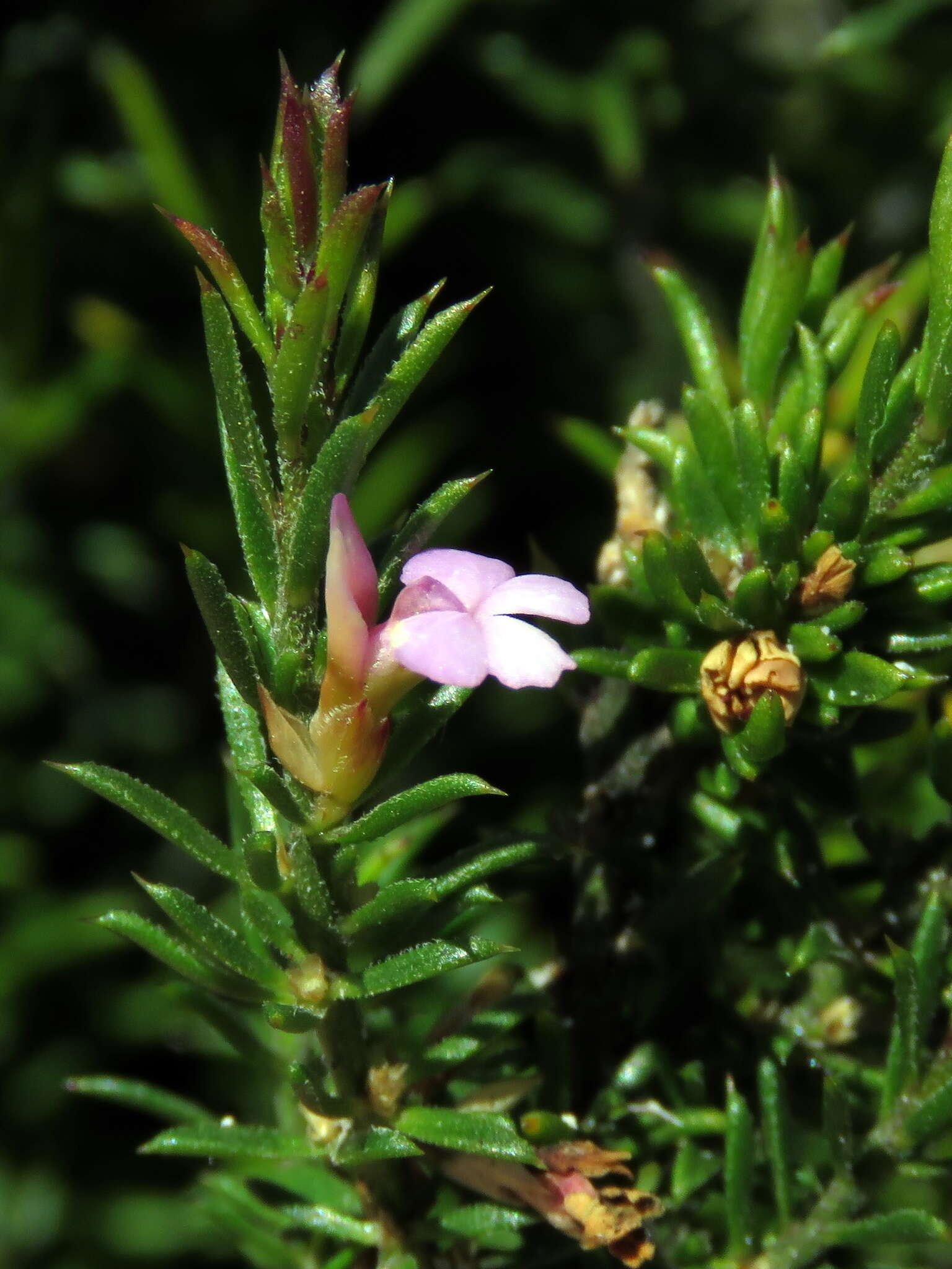 Image of Muraltia brachypetala Dod