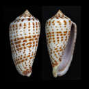 Image of Conus amplus Röckel & Korn 1992