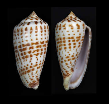 Image of Conus amplus Röckel & Korn 1992