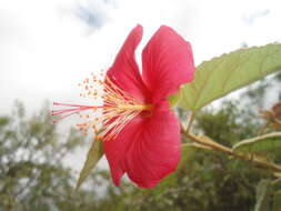 Image of Hibiscus longifilus Fryxell