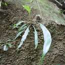 Image of Asplenium formosae Christ