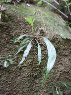 Image of Asplenium formosae Christ