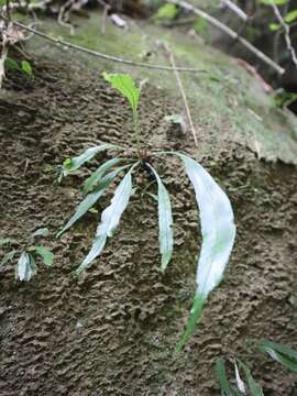 Image de Asplenium formosae Christ