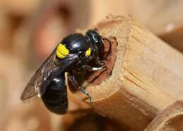 Image of Hylaeus nubilosus (Smith 1853)