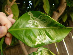 Image of Citrus leafminer