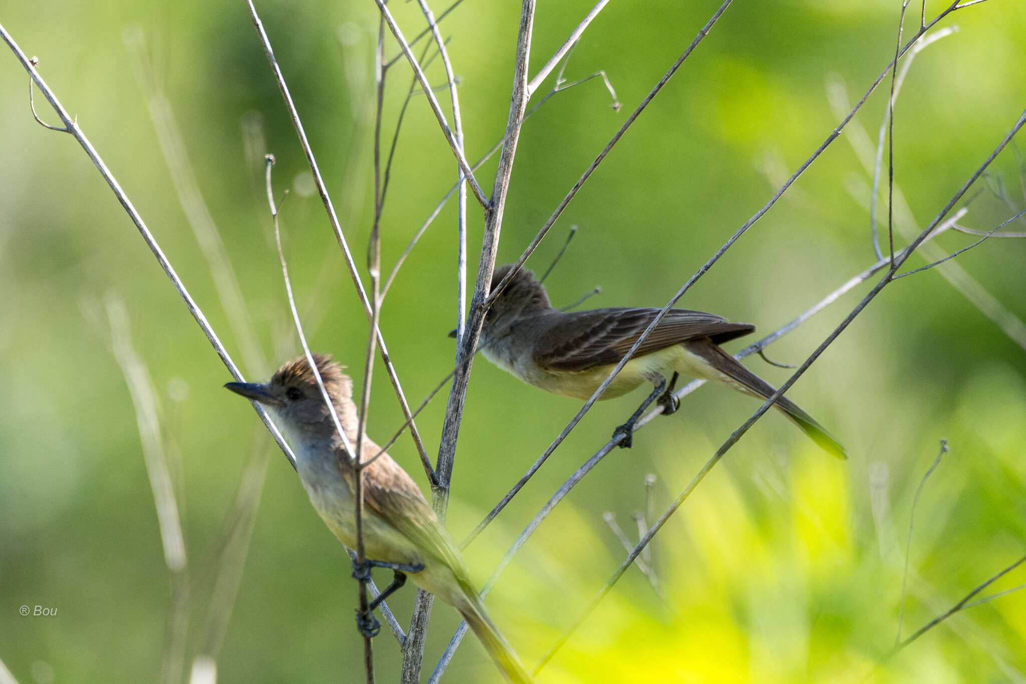 صورة Myiarchus tyrannulus (Müller & Pls 1776)