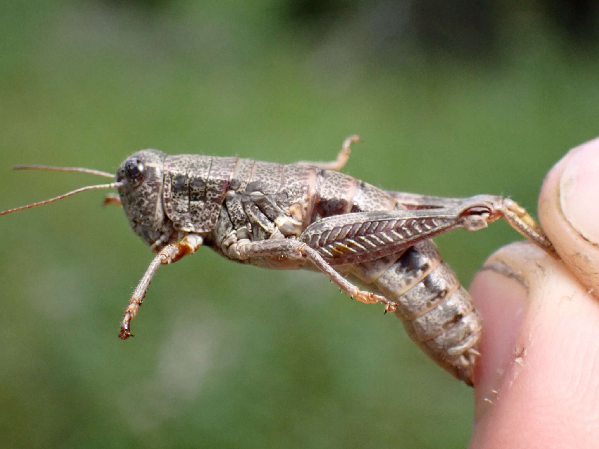 Слика од Buckellacris chilcotinae (Hebard 1922)