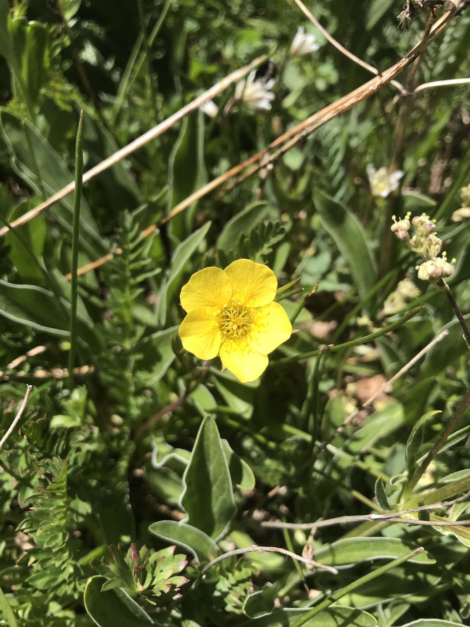 Image de Geum rossii var. turbinatum (Rydb.) C. L. Hitchc.