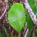 Image of bulltongue arrowhead