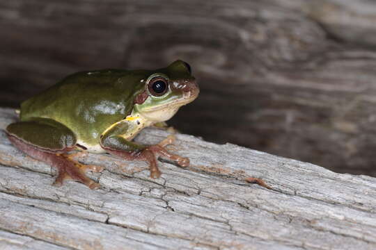 Image of Chinese Tree Toad