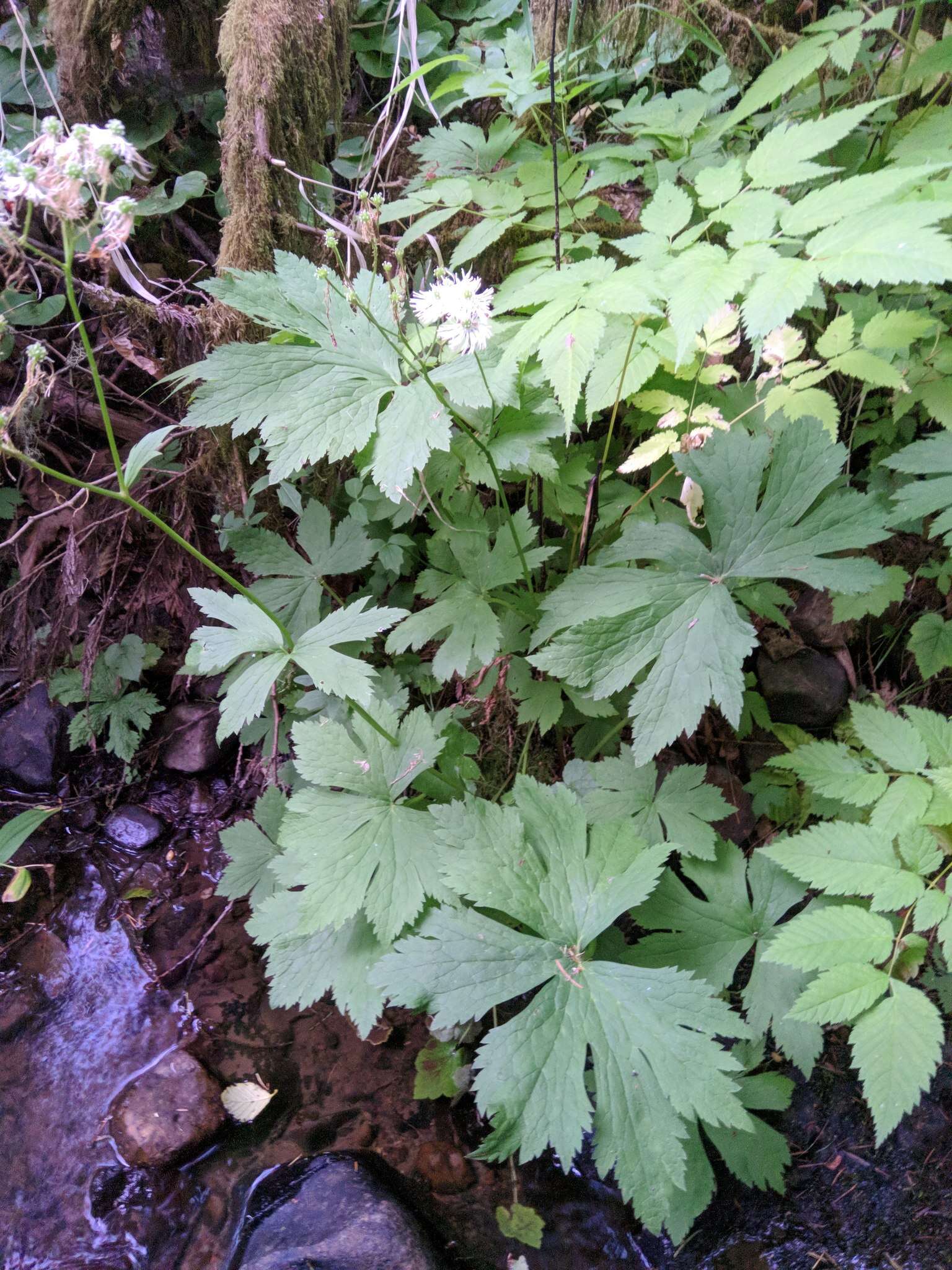 Imagem de Trautvetteria caroliniensis var. occidentalis (A. Gray) C. L. Hitchc.