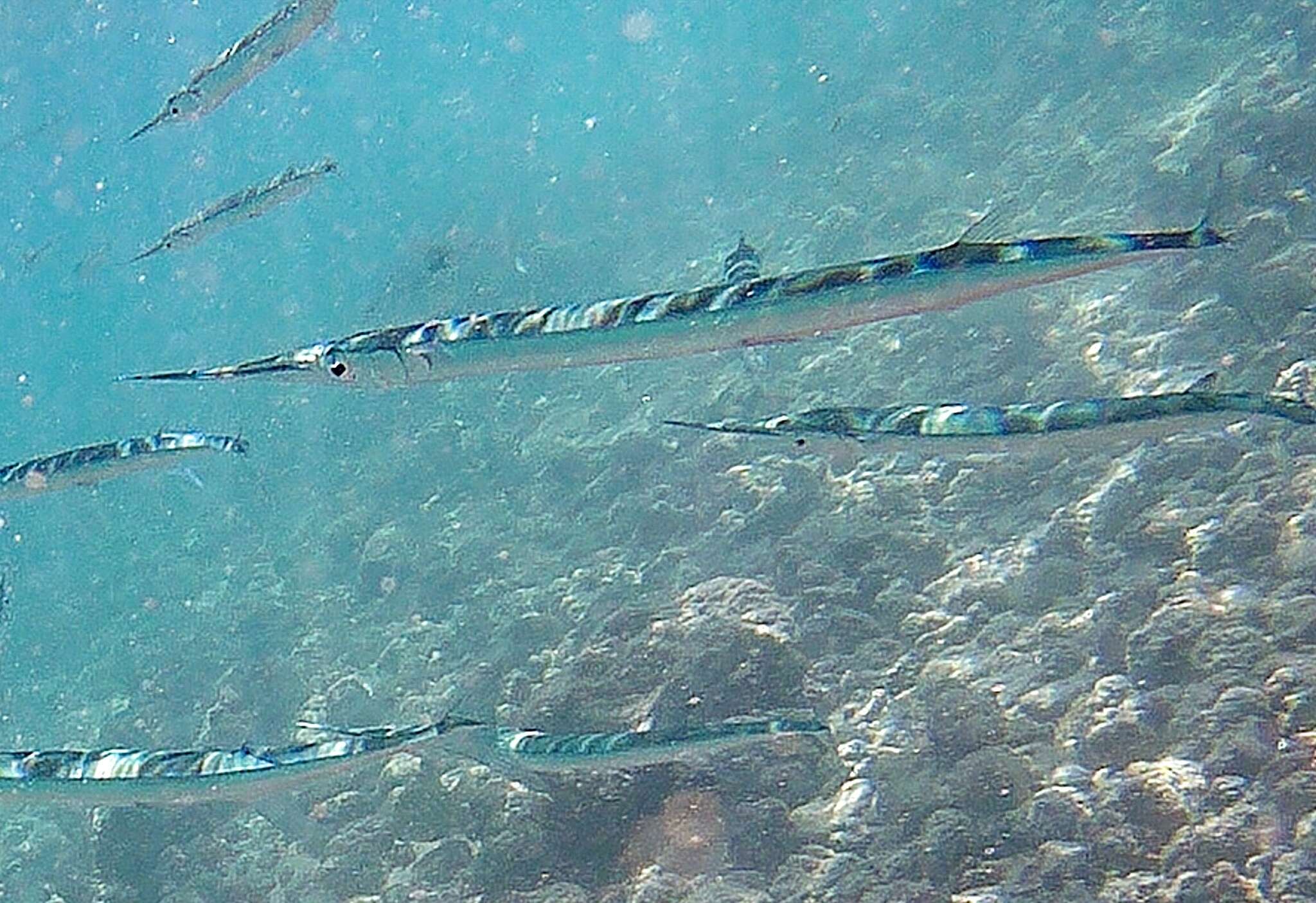 Image of Keeltail Needlefish