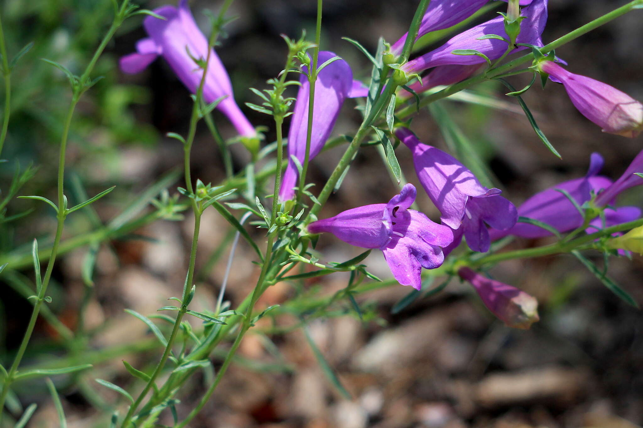 Image of foothill beardtongue