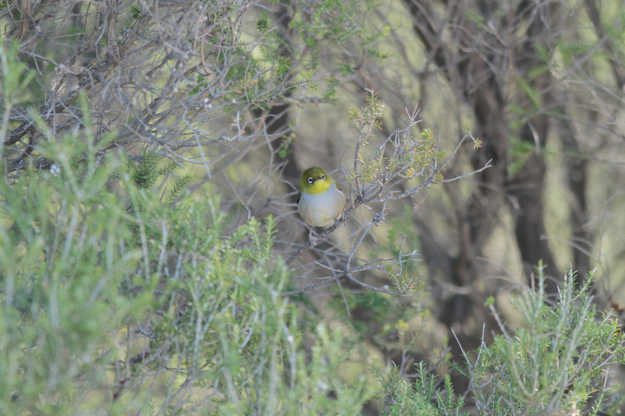 Zosterops lateralis chloronotus Gould 1841 resmi