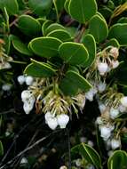 Слика од <i>Arctostaphylos montana</i> subsp. <i>ravenii</i>