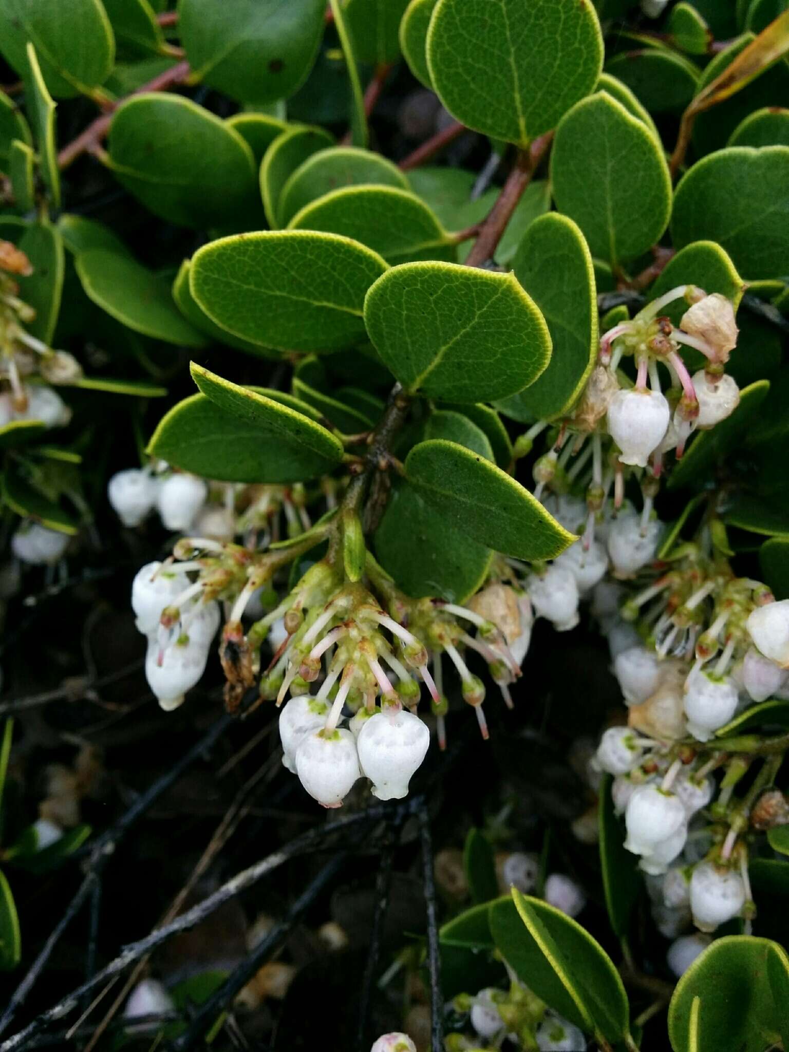 Слика од <i>Arctostaphylos montana</i> subsp. <i>ravenii</i>