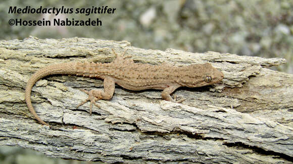 Imagem de Mediodactylus sagittifer (Nikolsky 1900)