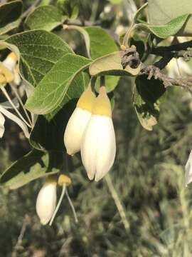 Plancia ëd Styrax redivivus (Torr.) Wheeler