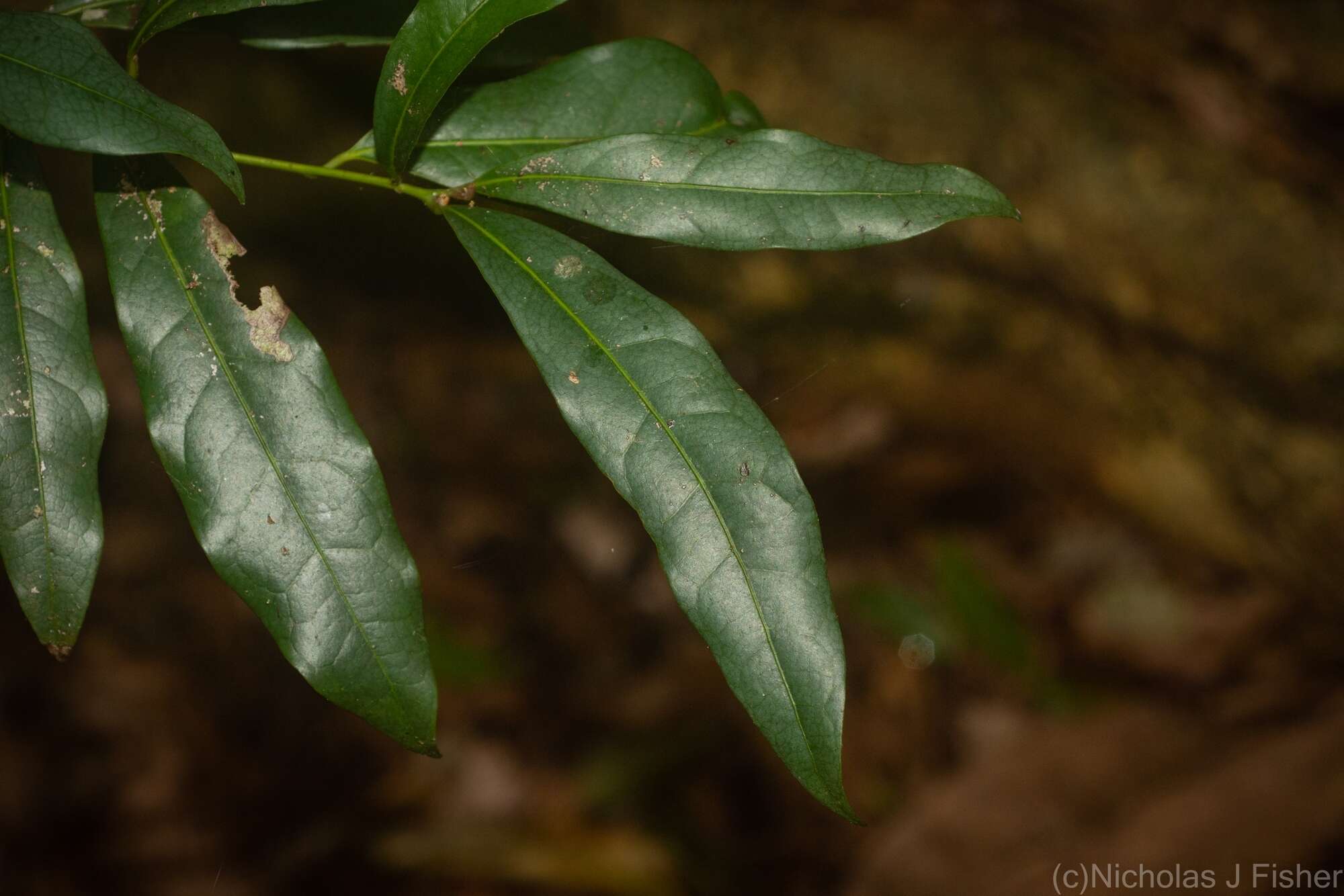 Image of Beilschmiedia elliptica C. T. White