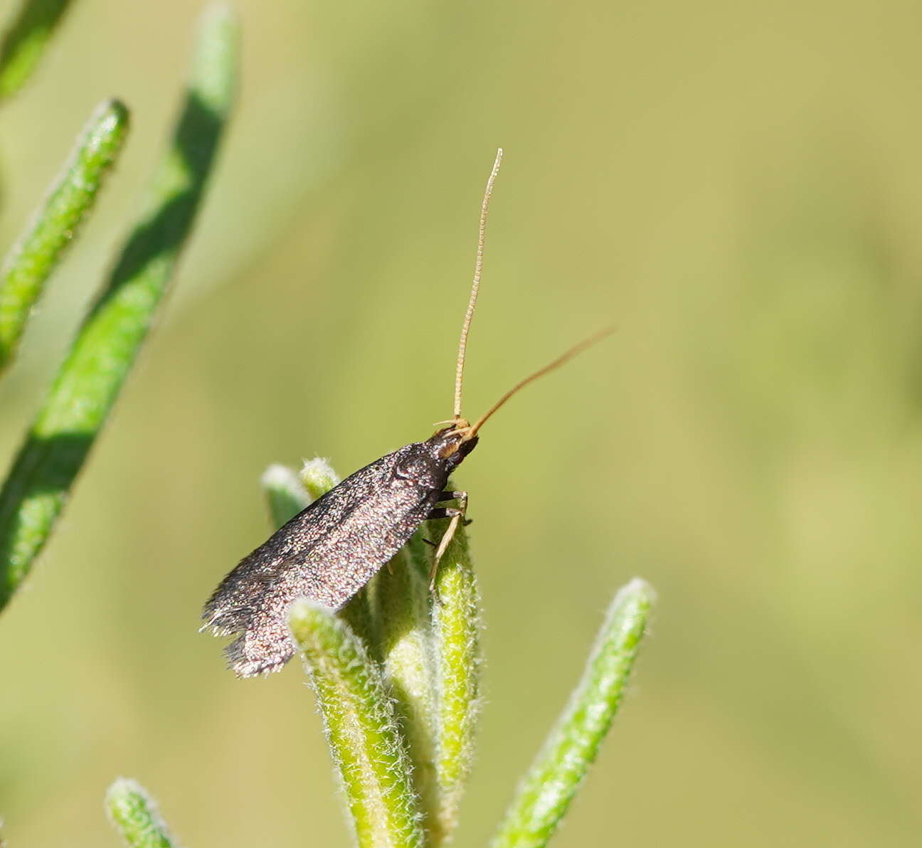 Plancia ëd Lecithocera terrigena Meyrick 1904