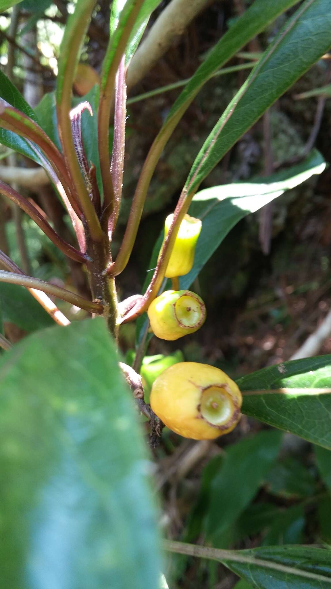 Image of Small-Flower Clermontia