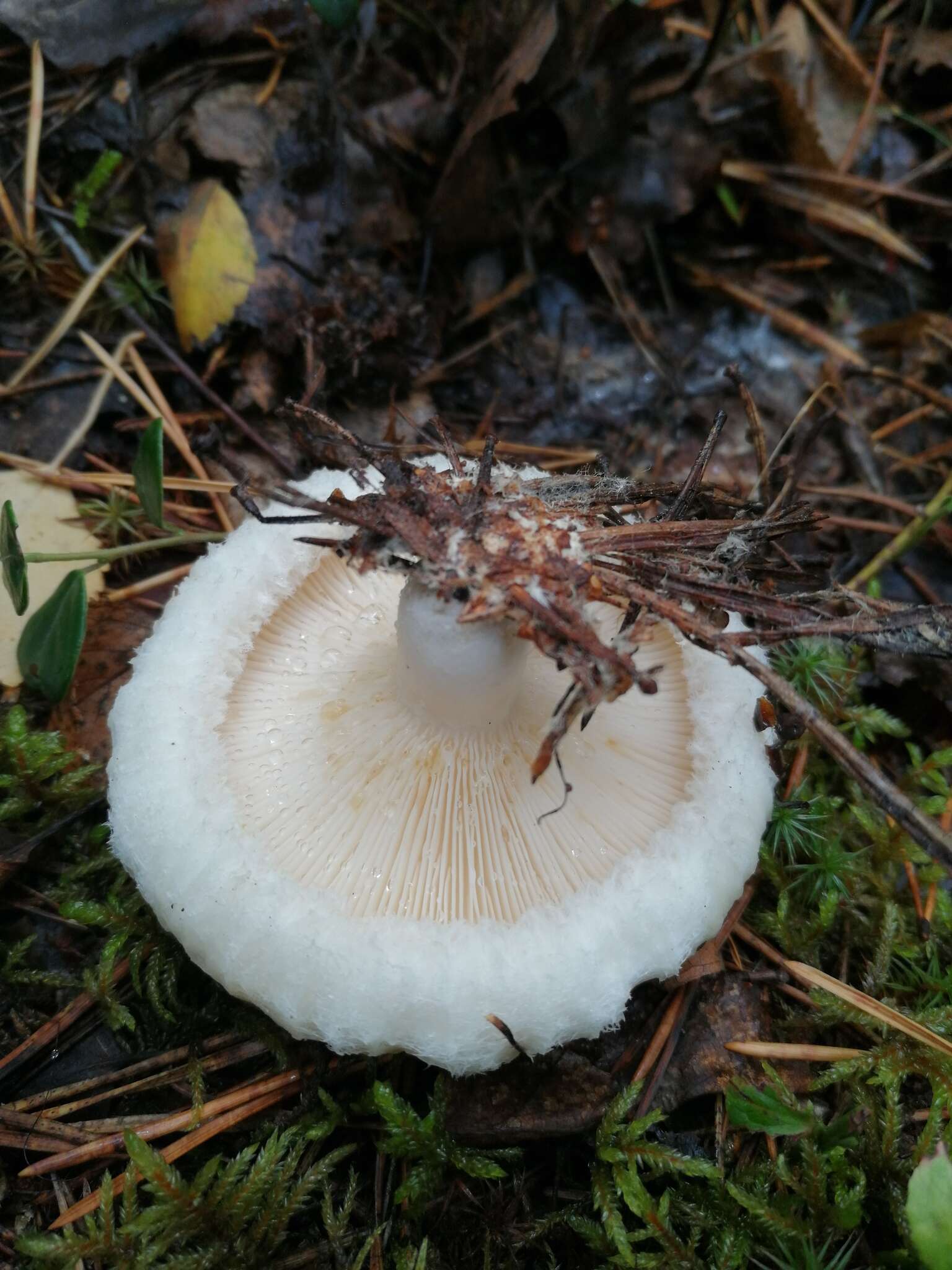 Image of Lactarius aquizonatus Kytöv. 1984