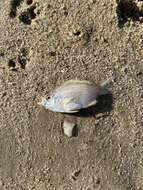 Image of Scalloped Glassfish