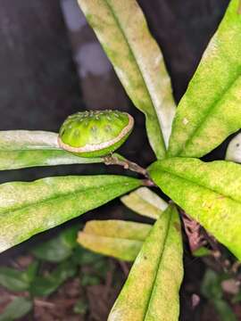 Image of Eupomatia bennettii F. Müll.