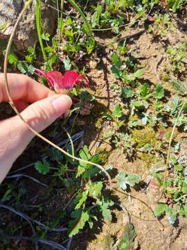 Image of Romulea pudica (Sol. ex Ker Gawl.) Baker