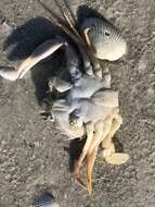 Image of Florida lady crab