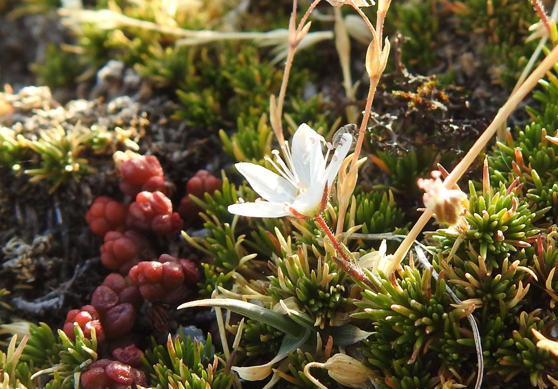 Image of Minuartia recurva (All.) Schinz & Thell.