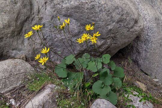 Plancia ëd Dolichorrhiza renifolia (C. A. Mey.) Galushko