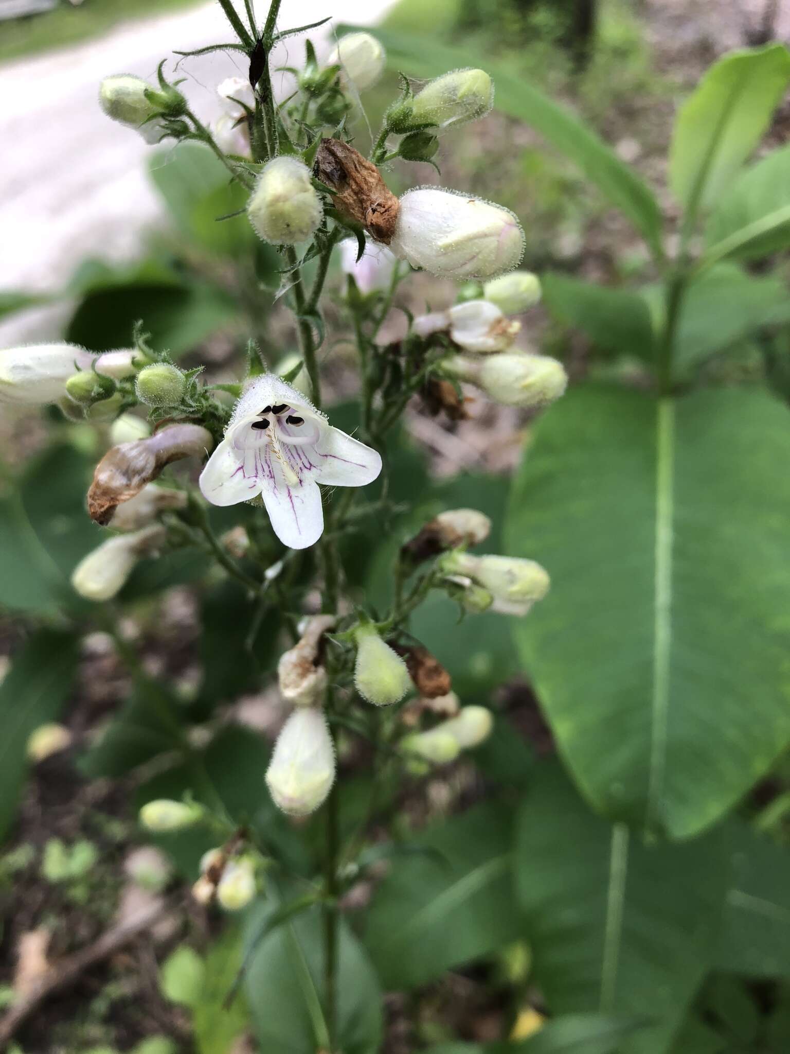 Image of pale beardtongue