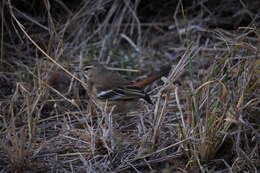 Cercotrichas leucophrys leucophrys (Vieillot 1817)的圖片