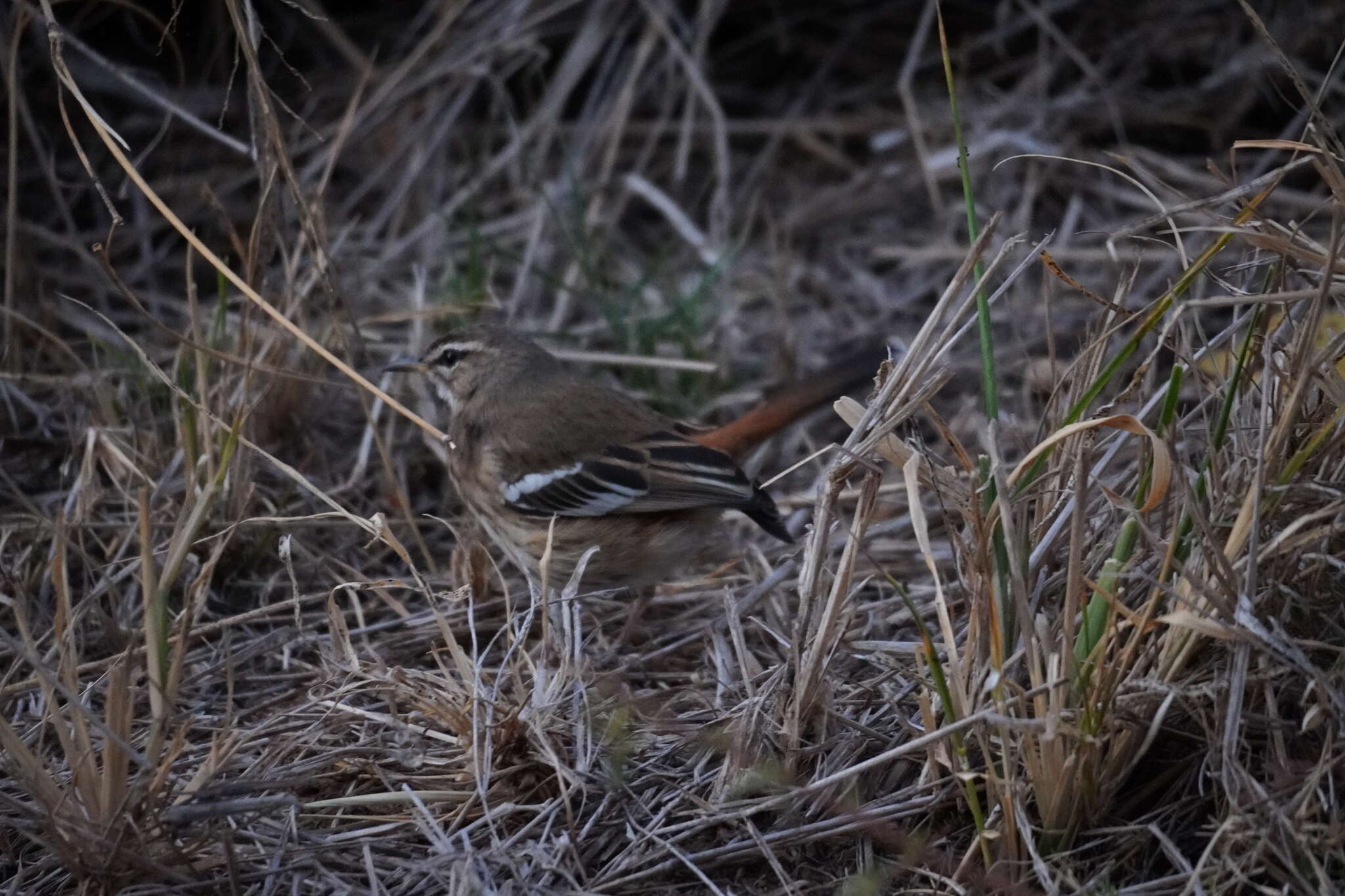 Cercotrichas leucophrys leucophrys (Vieillot 1817)的圖片