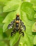 Image of Celery Fly